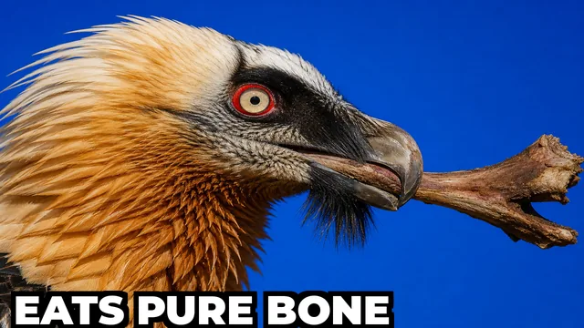 What Bird Eats Only Bones and Dyes Its Own Feathers?