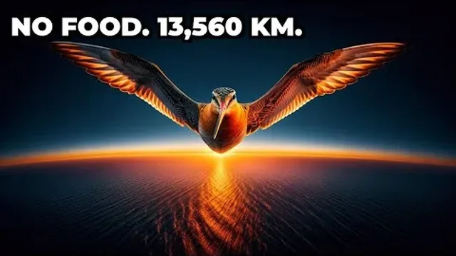 How Can Birds Fly 13,560 KM Without Eating or Resting?