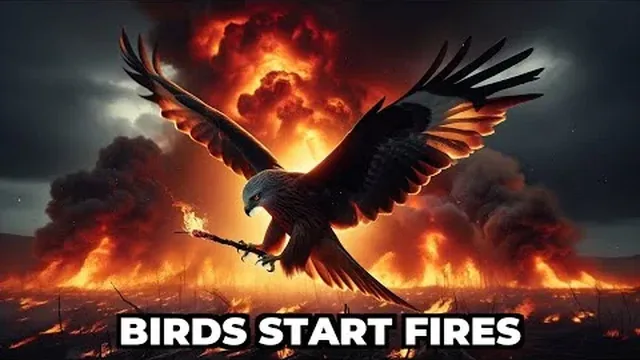 Do Birds Really Start Wildfires on Purpose?