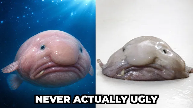 Does the Blobfish Actually Look Like That?