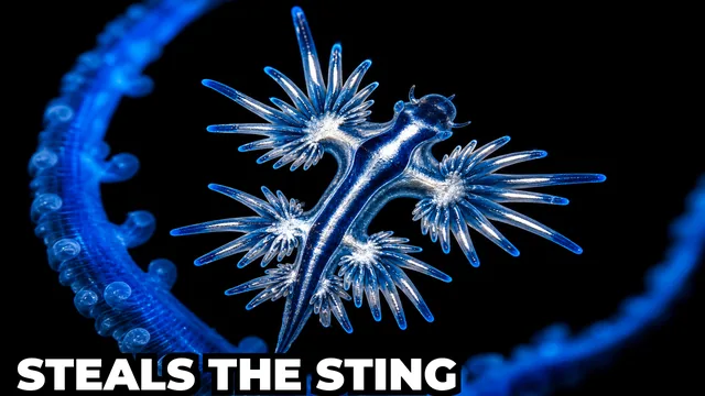 What Is the Blue Dragon Sea Slug That Steals Venom?