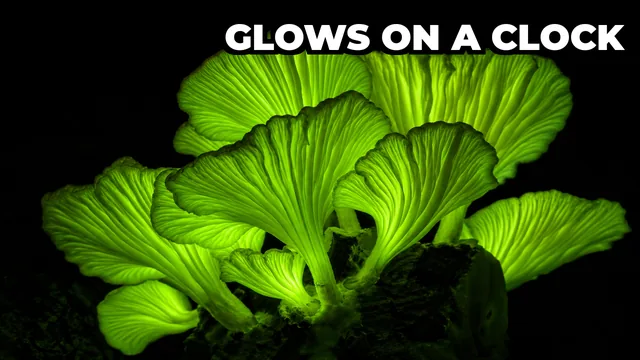 Why Does the Brazilian Glowing Mushroom Time Its Light to the Night?