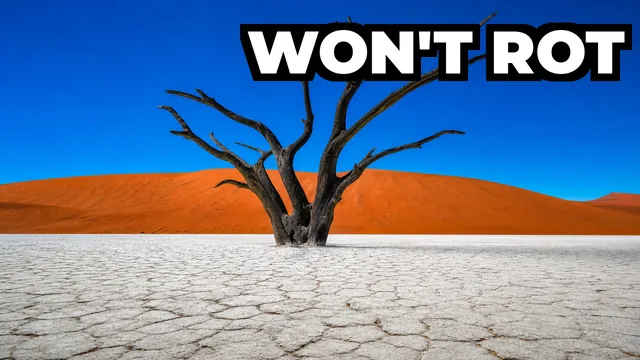 What Are the 900-Year-Old Trees That Never Decay in Namibia?