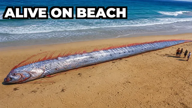 What Is the Doomsday Fish That Washed Ashore in California?