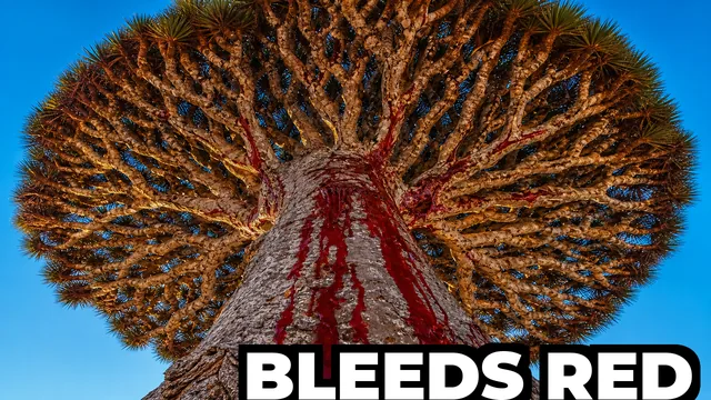 What Tree Bleeds Red When Cut and Looks Like an Alien Umbrella?