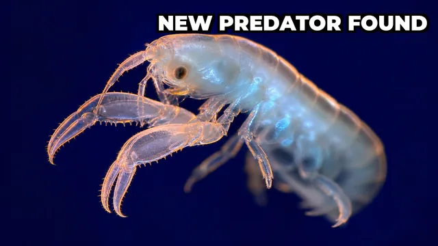 What Is Dulcibella camanchaca, the Deep Sea Predator Found in the Atacama Trench?