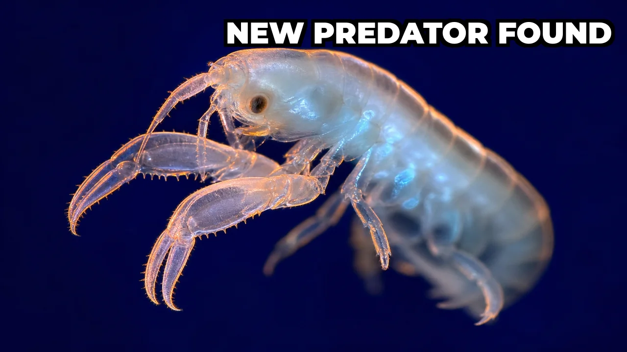 What Is Dulcibella camanchaca, the Deep Sea Predator Found in the Atacama Trench?