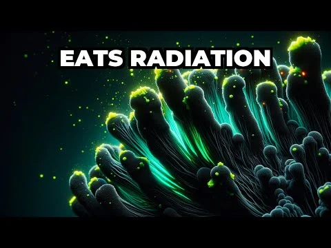 Can Fungus Really Eat Radiation and Survive in Space?