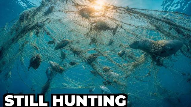 What Are Ghost Nets and How Do They Affect Ocean Wildlife?