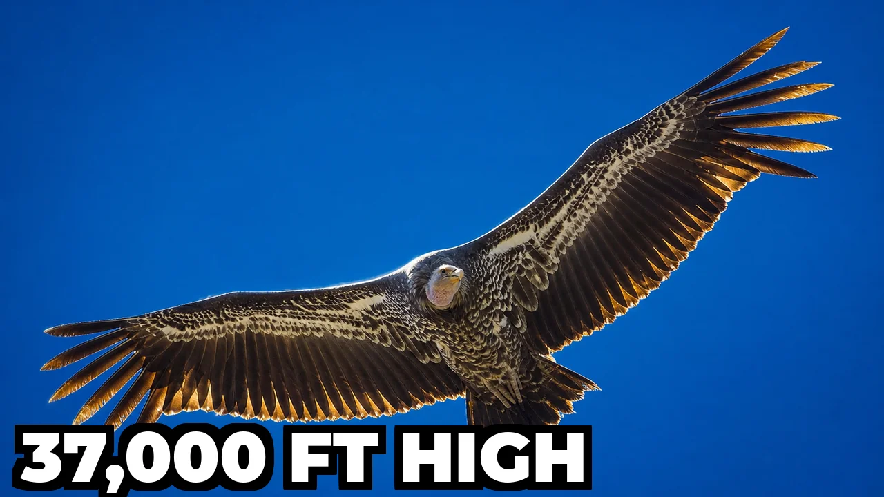 What Is the Highest Altitude Ever Recorded for a Bird?