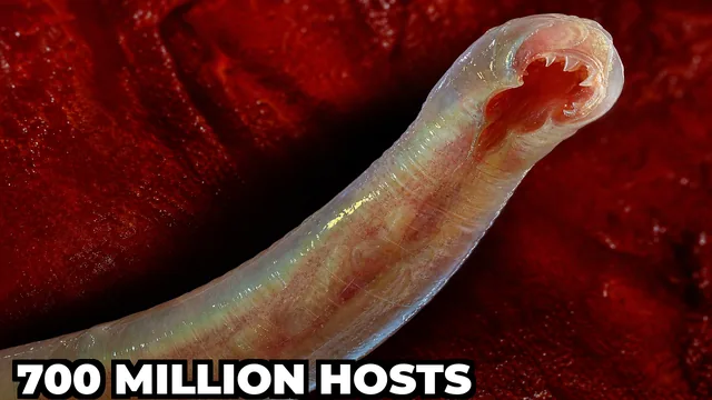 What Is the Hookworm That Lives Inside 700 Million People?