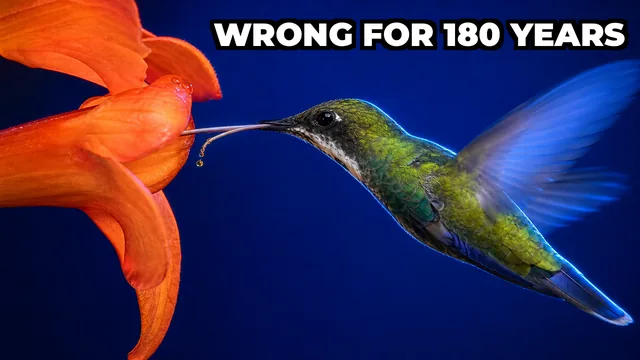 How Does a Hummingbird's Tongue Actually Work?