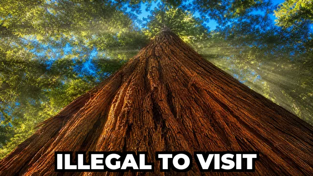 Why Is It Illegal to Visit Hyperion, the World's Tallest Tree?