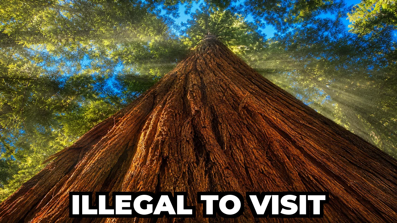Why Is It Illegal to Visit Hyperion, the World's Tallest Tree?