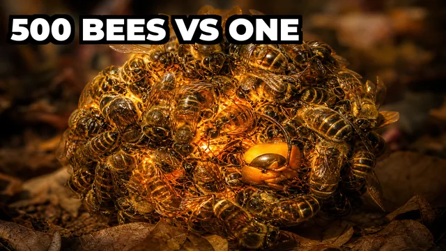 How Do Japanese Honeybees Kill Giant Hornets?