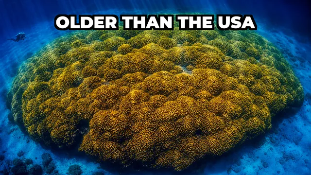 What Is the Largest Coral Colony Ever Recorded?
