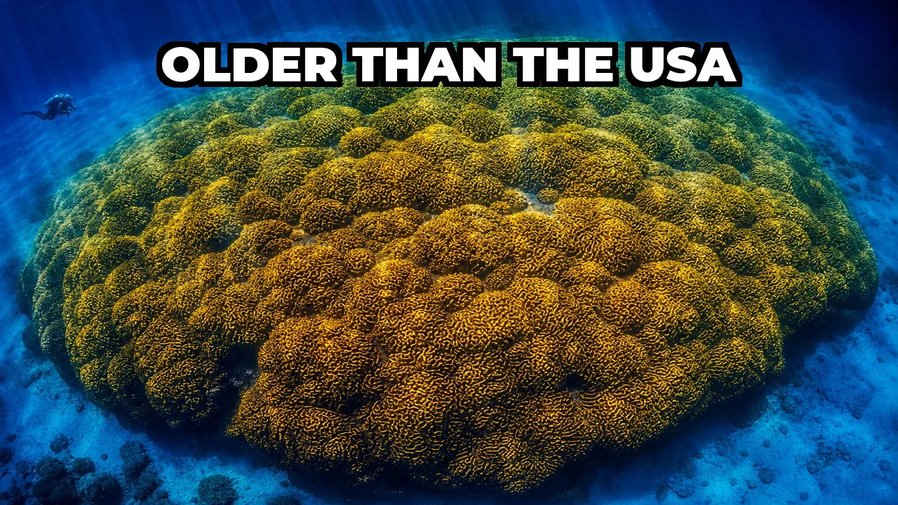 What Is the Largest Coral Colony Ever Recorded?