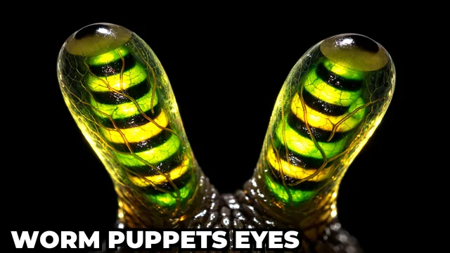 What Is the Leucochloridium Parasite That Controls Snail Eyes?