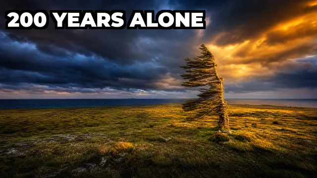 What Is the Loneliest Tree on Earth?