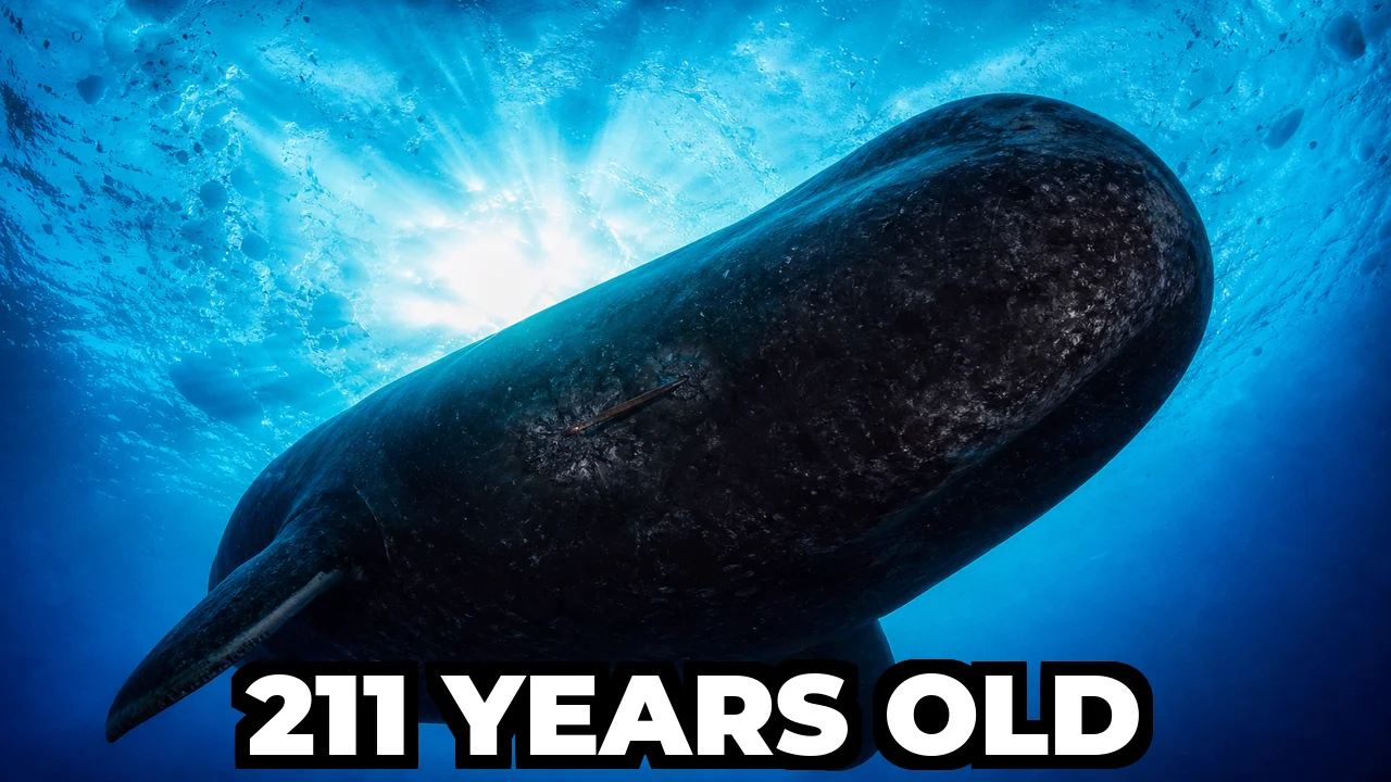 What Is the Longest Living Mammal on Earth?
