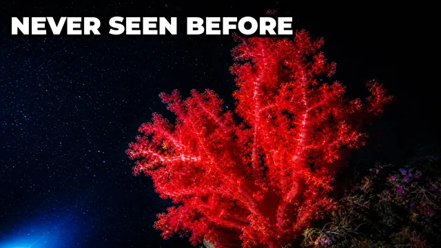 What Did Scientists Find in the Mar del Plata Submarine Canyon?