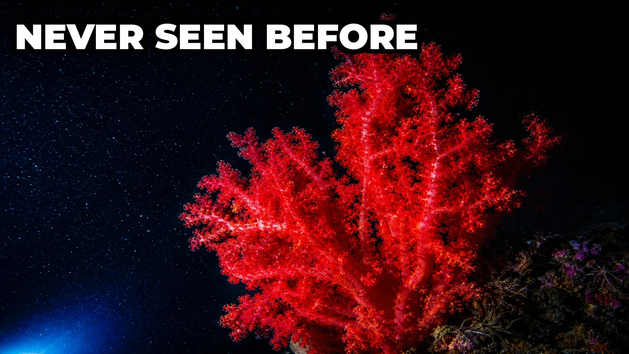 What Did Scientists Find in the Mar del Plata Submarine Canyon?