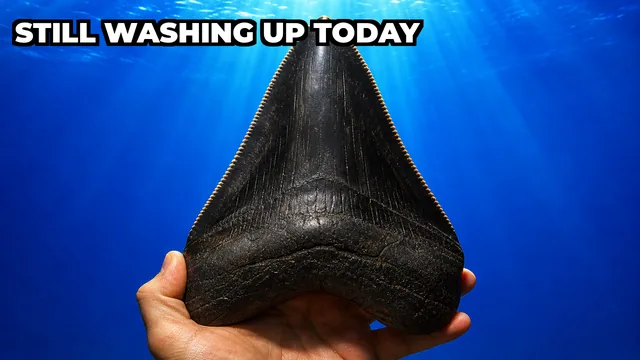 Why Do Megalodon Teeth Still Wash Up on Beaches Today?