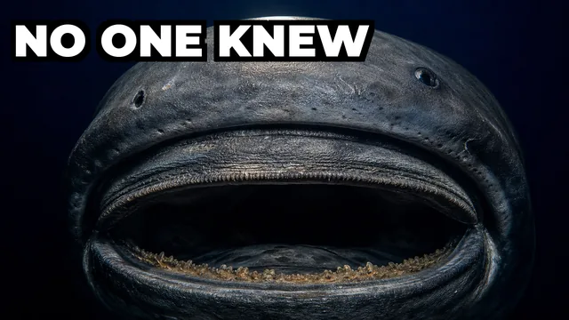 What Is the Megamouth Shark and Why Was It Never Seen Before 1976?