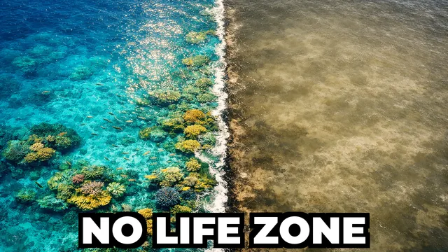 What Are Ocean Dead Zones and Why Are They Growing?