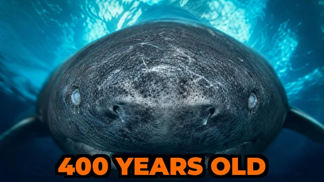 What Is the Oldest Living Animal on Earth?