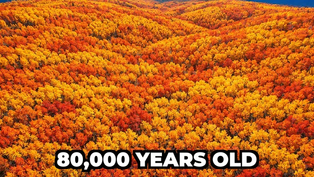 What Is the Oldest Living Organism on Earth?