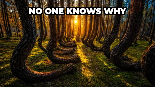 Why Are 400 Trees in Poland's Crooked Forest Bent at Perfect Right Angles?