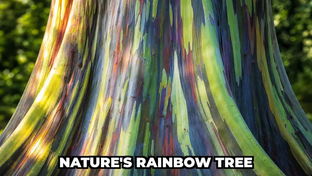 Why Does the Rainbow Eucalyptus Tree Change Color?
