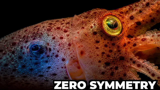 Why Does the Strawberry Squid Have Two Completely Different Eyes?